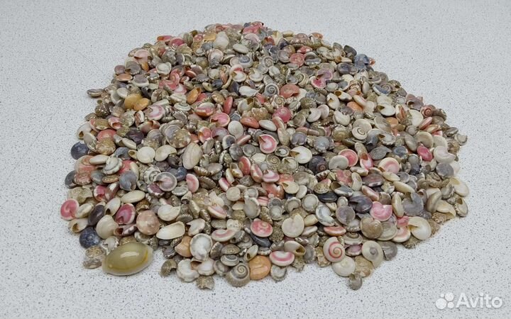 Умбониум 0,9*2 морские ракушки раковины