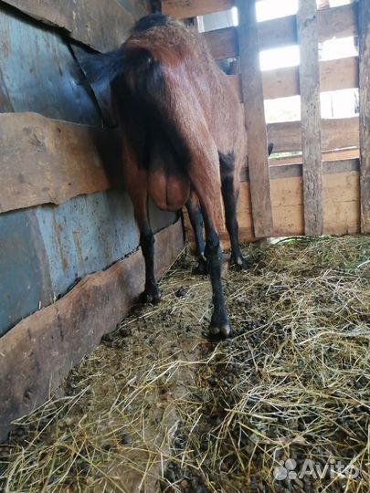 Козел для вязки