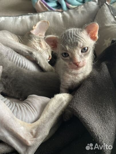 Донской сфинкс браш