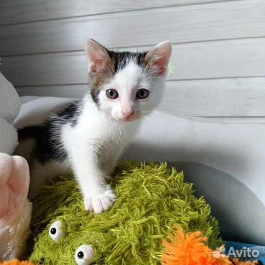Кошка в дар бесплатно