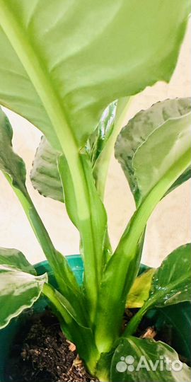 Спатифиллум сенсация