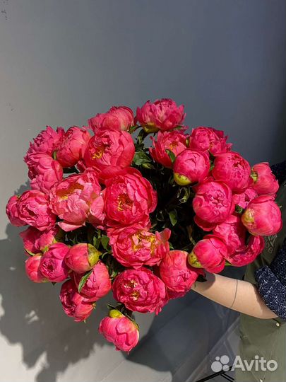 Пионы корал