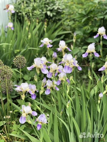 Хоста деленка