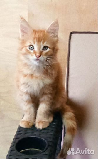 Два котенка. Мальчики. Папа мейн кун