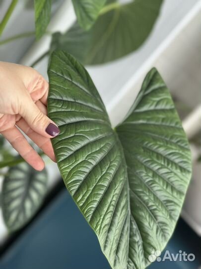 Алоказия лукиван, крупномер