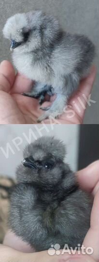 Цыплята Китайские Шёлковые USA