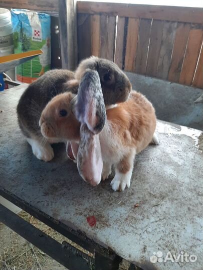 Кролики мясных пород