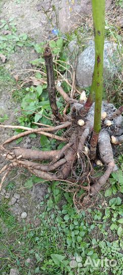 Корневище пиона