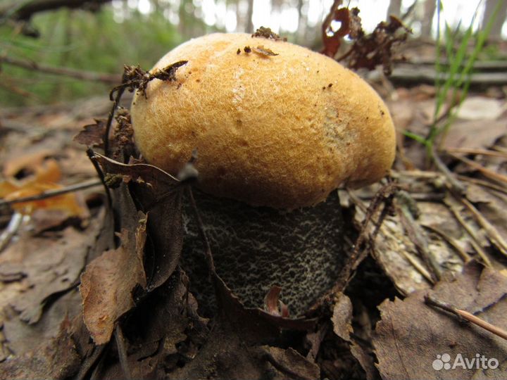 Гриб подосиновик