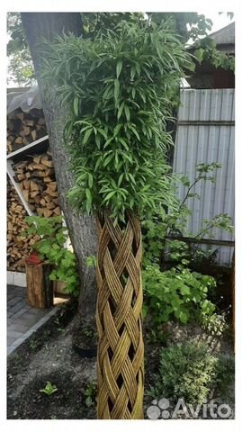 Деревья плетёные из ивы готовые к высадке (Пермь) купить в Култаево ...