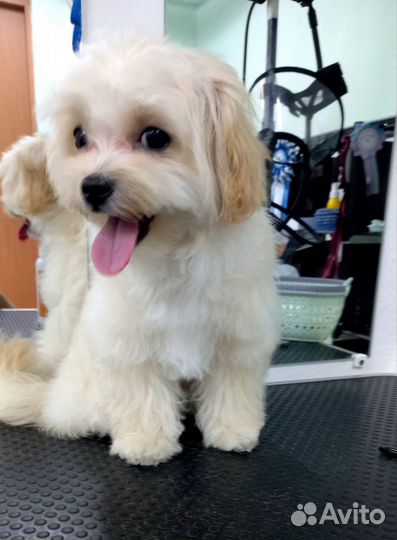 Стрижка собак