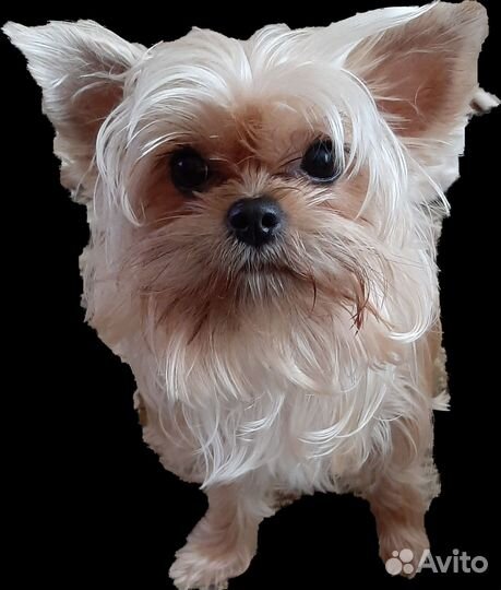 Щенок йорка