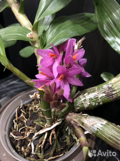 Dendrobium Hibiki