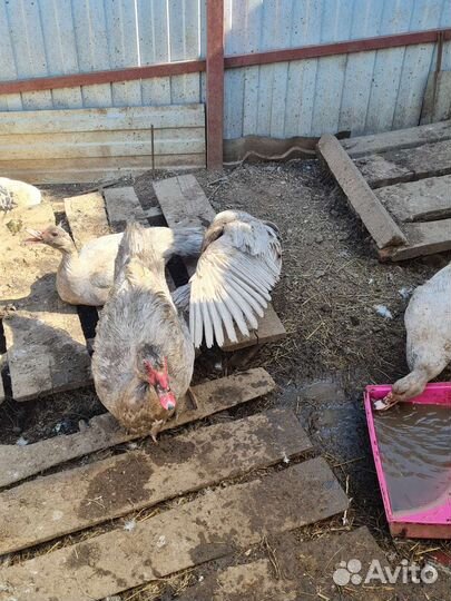 Мускусные утки