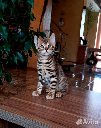 Бенгальские котята
