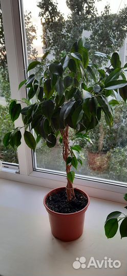 Фикус Бенджамина и др. цветы