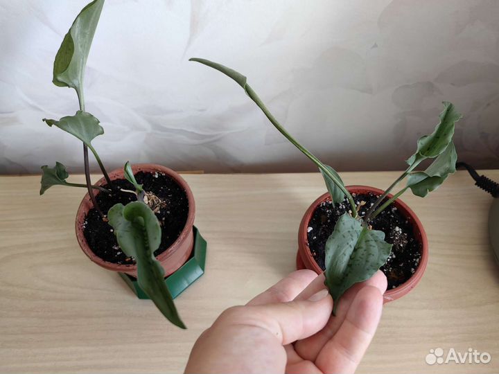 Дримиопсис