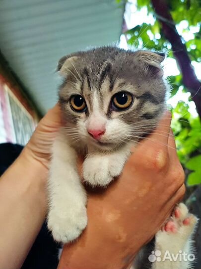 Шотландская вислоухая