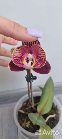 Орхидея фаленопсис детка