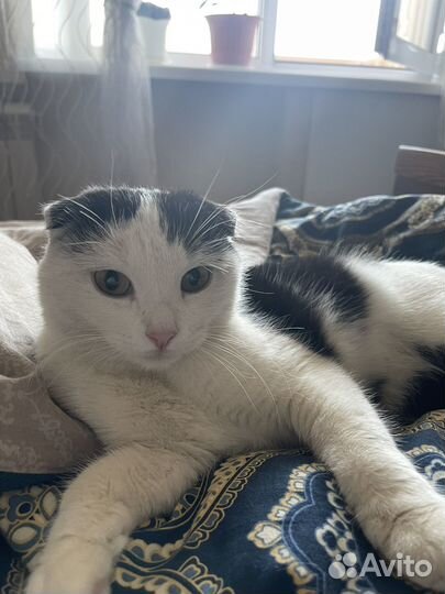 Кошка в дар
