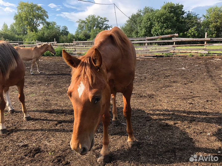 Лошадь жеребец