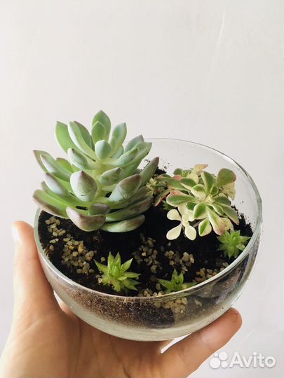 Флорариум с суккулентами