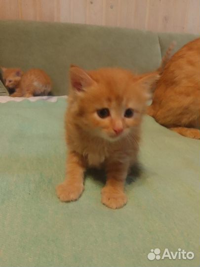 Котята в добрые руки бесплатно