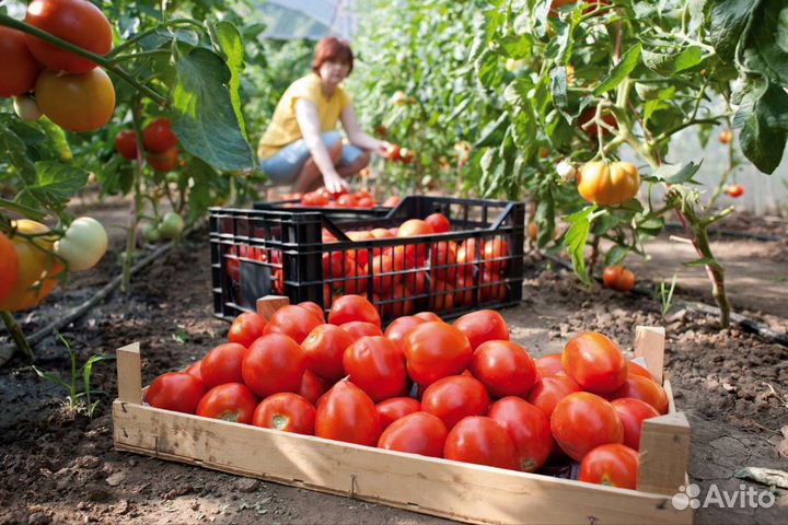 Перегной навоз удобрение торф грунт для грядок