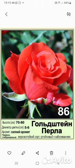 Розы многолетние