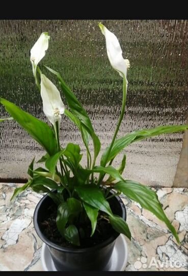 Спатифиллум беллини