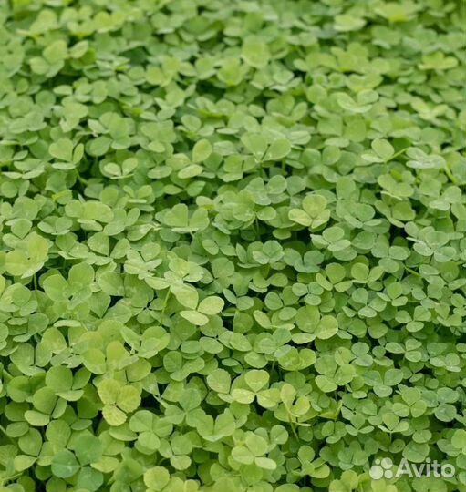 Микроклевер газон для ленивых