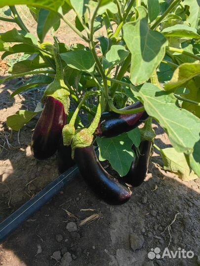 Баклажан, перец, чеснок