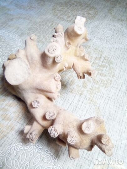 Коралл оленерогий, натуральный