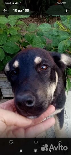 Щенок в добрые руки бесплатно