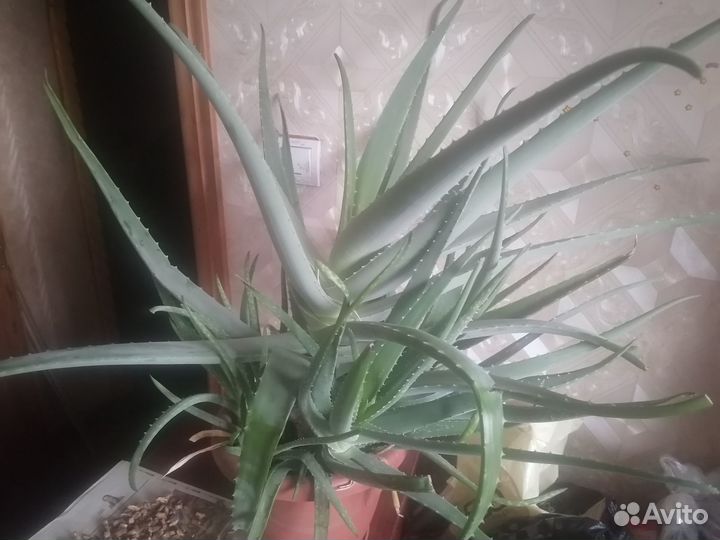 Алоэ столетник