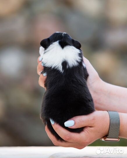 Австралийская овчарка (аусси щенки)