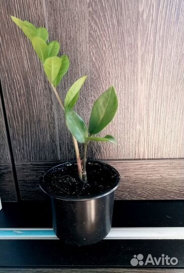 Замиокулькас