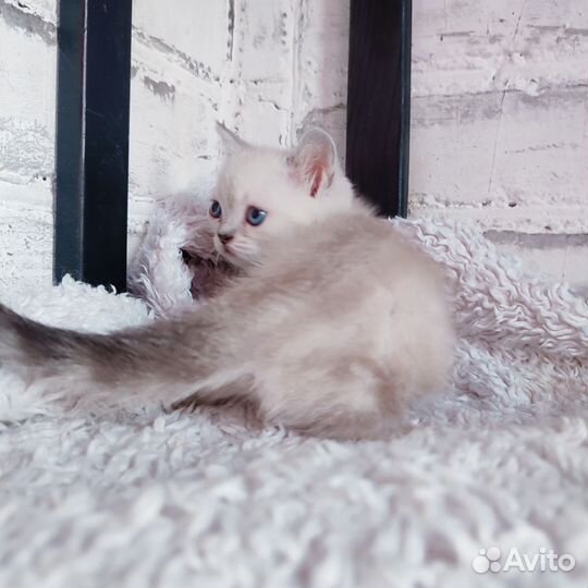 Котята манчкин