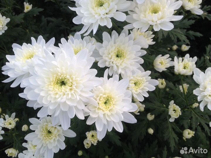Хризантема на срез оптом