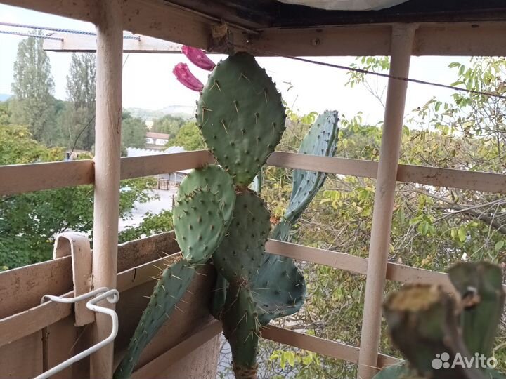 Плоский кактус-опунция