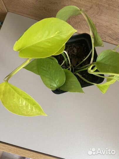 Сциндапсус неон