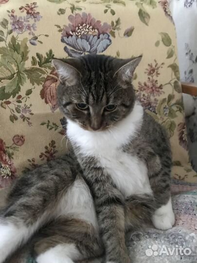 Отдам кота в добрые руки