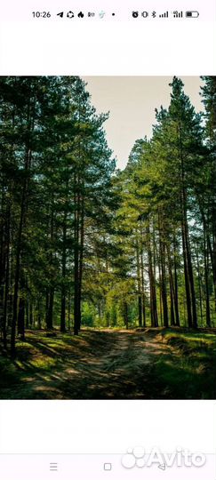 Лесная аренда для заготовки леса