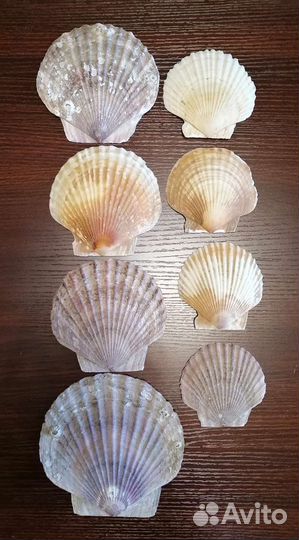 Ракушки морского гребешка