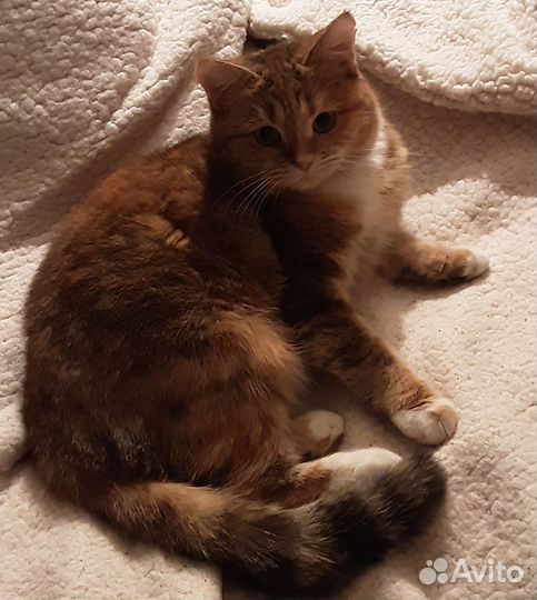 Котёнок девочка метиска