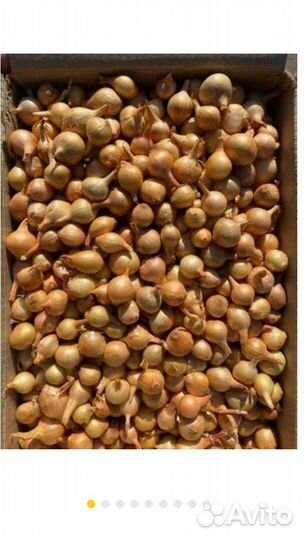 Лук севок цена за килограмм