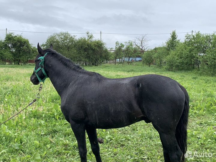 Лошадь жеребец