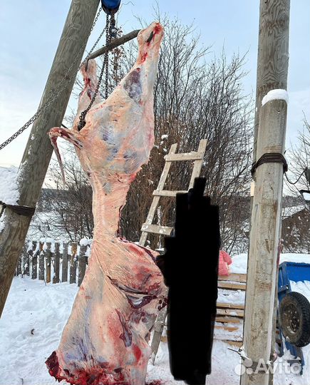 Телятина,баранина Халяль100%