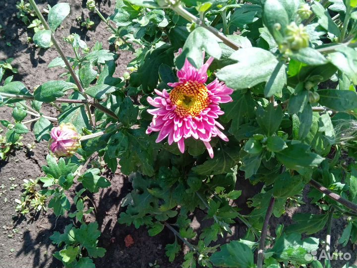 Хризантема корейская, веточная. Астра новобельгийк