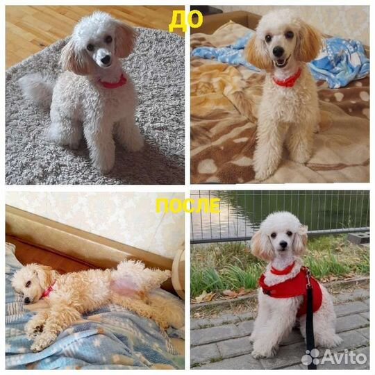 Передержка кошек и собак